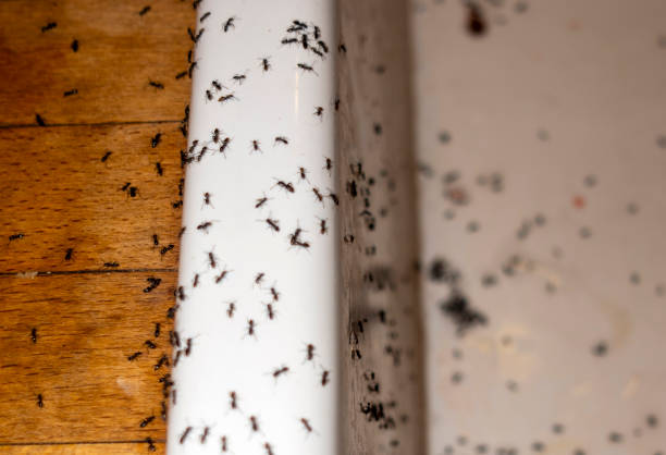 Best Residential Pest Control  in Green, OR